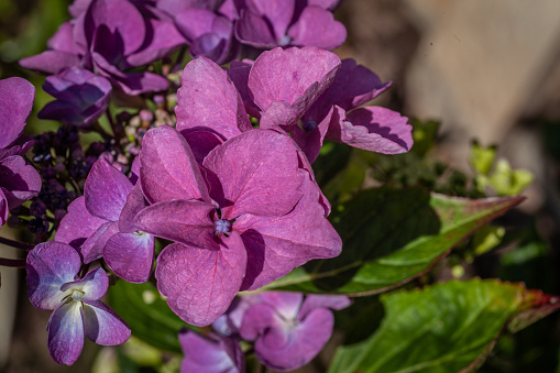 Close up shot of a french hydrangea