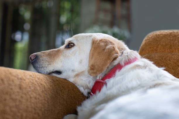 istock sad dog looking away and waiting for owner 1328929644