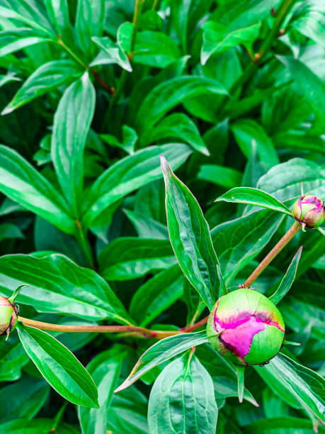 istock peony bud in greenery, free space 1328929958