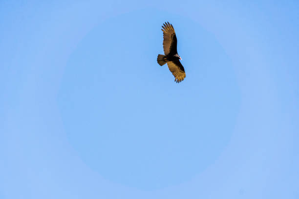 istock Bird calmly flying across the sky 1328930391