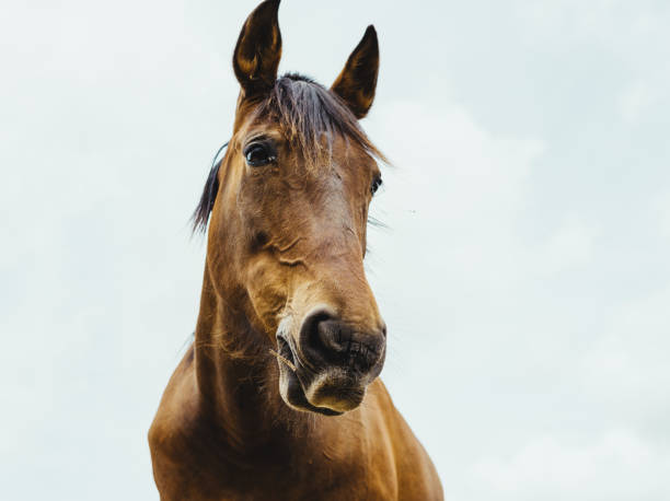 testa di cavallo marrone contro il cielo - horse animal head animal sky foto e immagini stock