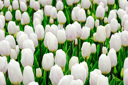 Beautiful field of white tulips close up. Spring background with tender tulips. White floral background