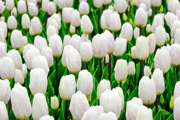 Beautiful field of white tulips close up. Spring background with tender tulips. White floral background. Beautiful field of white tulips close up. Spring background with tender tulips. White floral background white tulips stock pictures, royalty-free photos & images