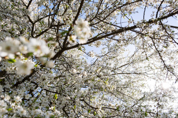 istock Branch of a blossoming tree with beautiful white flowers 1328932501