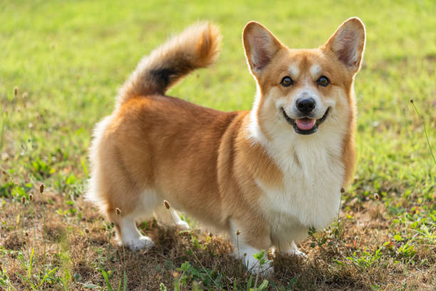 cute playful welsh corgi dog playing - pembroke welsh corgi imagens e fotografias de stock