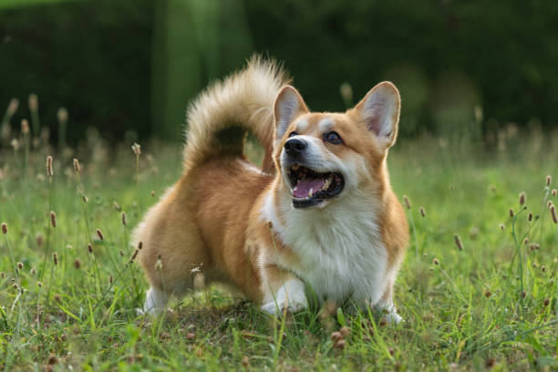 istock Cute playful Welsh Corgi dog playing 1328934501