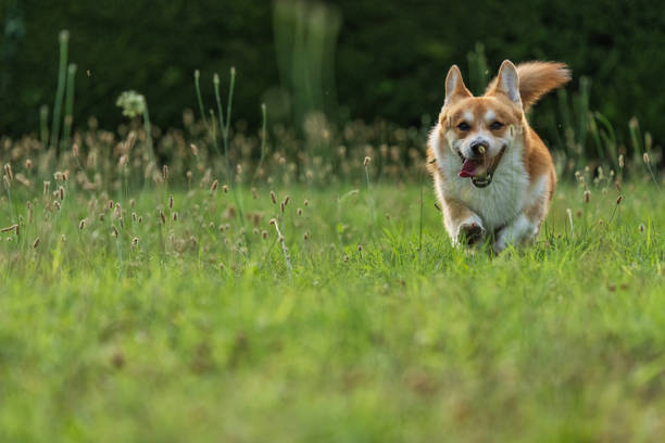istock Cute playful Welsh Corgi dog playing 1328934502