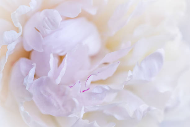 istock Soft focus, abstract floral background, white peony flower petals. Macro flowers backdrop for holiday brand design 1328934534