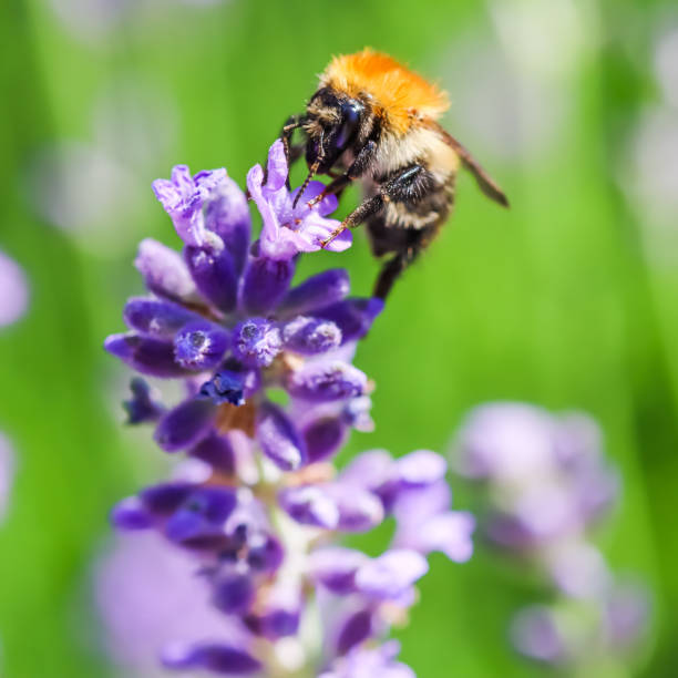 istock Working bee on lavender flower in summer garden 1328934539