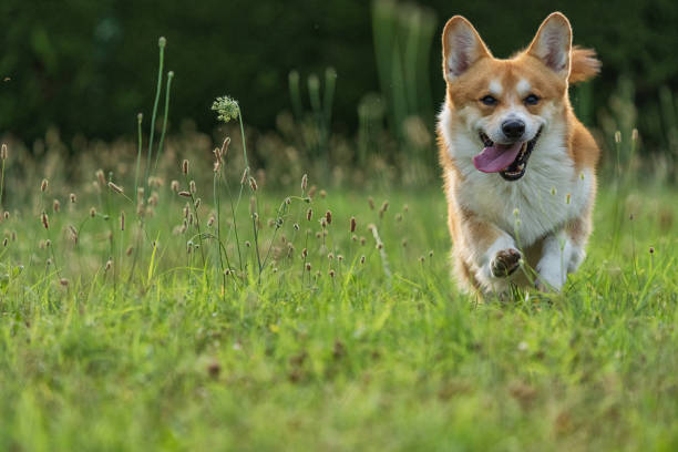 istock Cute playful Welsh Corgi dog playing 1328935061