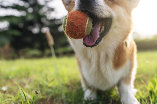 istock Cute playful Welsh Corgi dog playing with a ball 1328935081