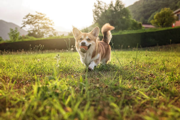 Cute playful Welsh Corgi dog