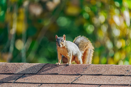 Urban Squirrel stops on a shed roof to make sure there is no danger