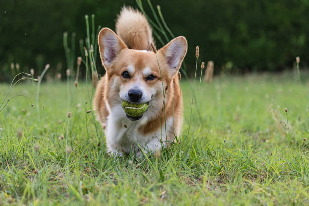 istock Cute playful Welsh Corgi dog playing with a ball 1328935152