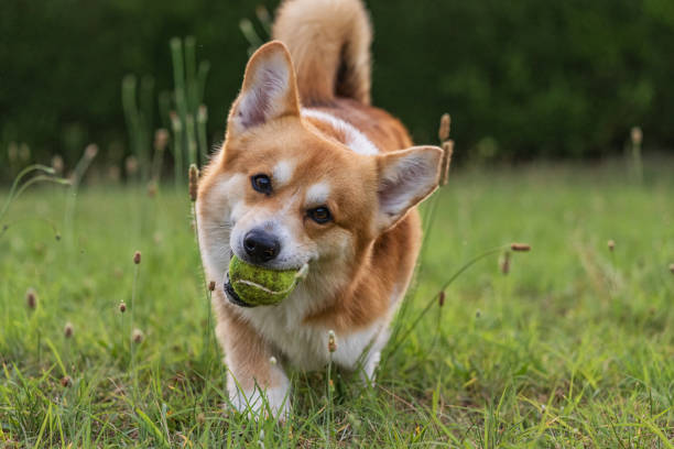 istock Cute playful Welsh Corgi dog playing with a ball 1328935177