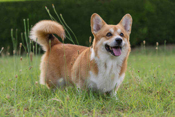 istock Cute playful Welsh Corgi dog playing with a ball 1328935206
