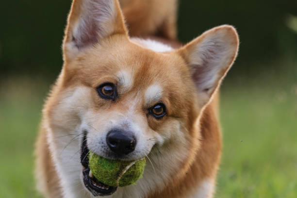 istock Cute playful Welsh Corgi dog playing with a ball 1328935305