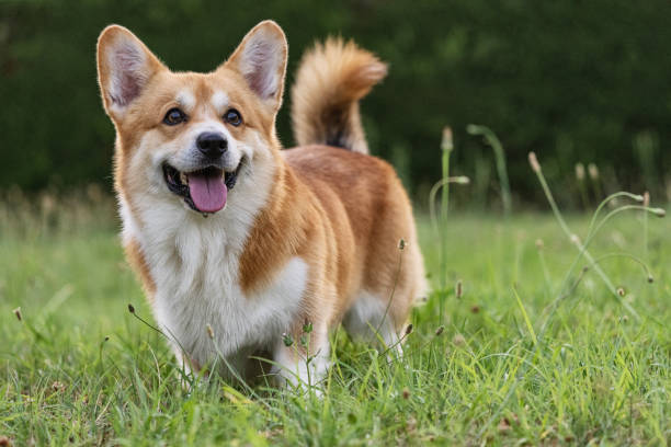 süße verspielte walisische corgi hunde spielen - nature dog alertness animal stock-fotos und bilder