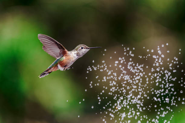 Hummingbird drinking water in flight - Profile stock photo