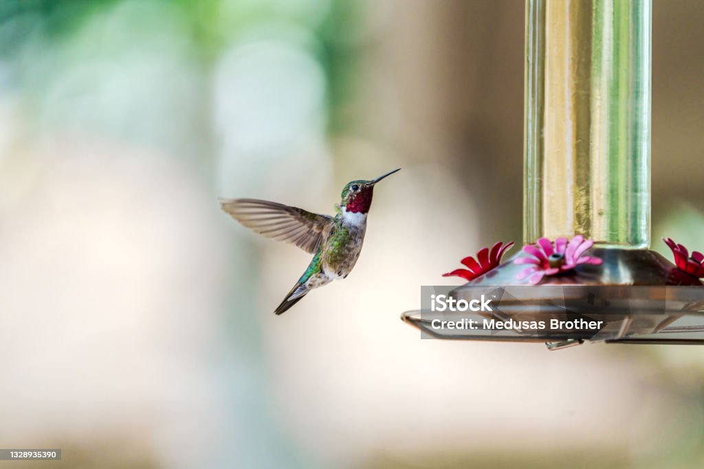 Hummingbird and feeder A male broad-tailed hummingbird with bright red throat hovers near a sugar water feeder Hummingbird Stock Photo