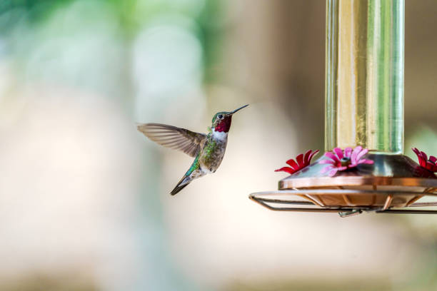 Hummingbird and feeder A male broad-tailed hummingbird with bright red throat hovers near a sugar water feeder hummingbird stock pictures, royalty-free photos & images