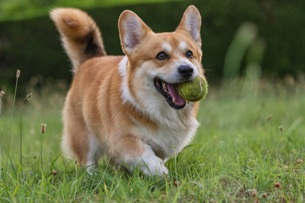 istock Cute playful Welsh Corgi dog playing with a ball 1328935448