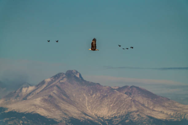 Bald Eagle and Mountain Peak stock photo