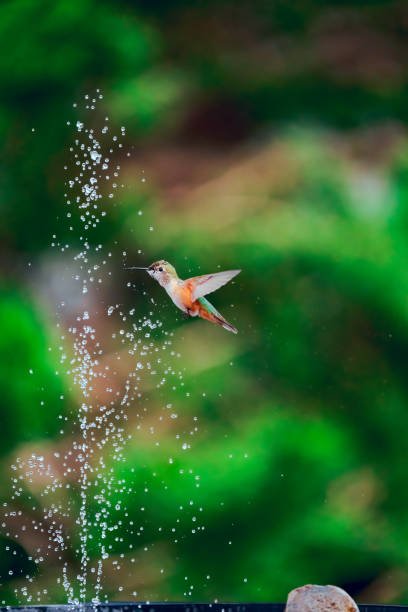 Hummingbird feeding on a hummingbird feeder.