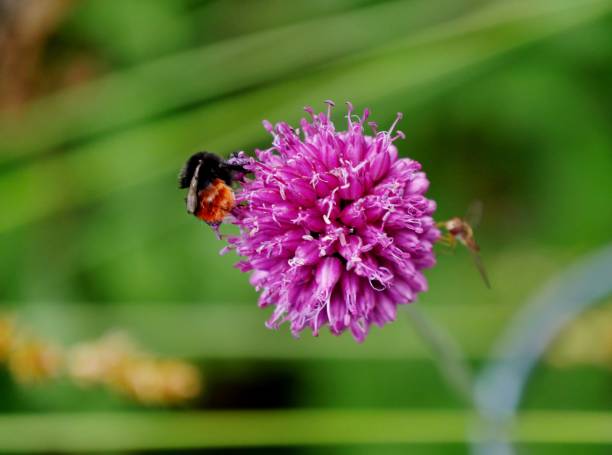 istock Bee sits on purple flower 1328936163