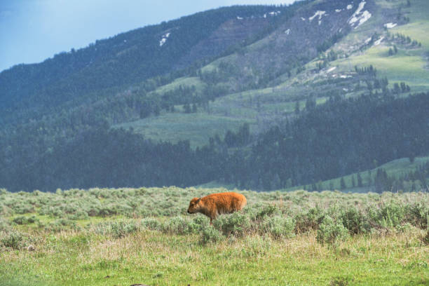 istock Young Bison in a valley near mountains 1328936334