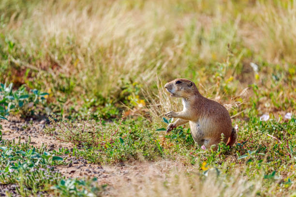 istock Black-Tailed Prairie Dog gesturing 1328936399
