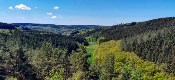 Panoramic view of the forest