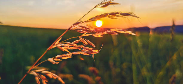 pôr do sol na pradaria - grass area field hill prairie - fotografias e filmes do acervo