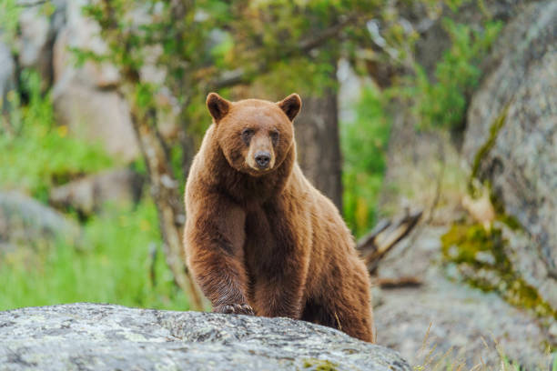 Cinnamon American Black Bear Cinnamon American Black Bear poses on a large boulder claw photos stock pictures, royalty-free photos & images