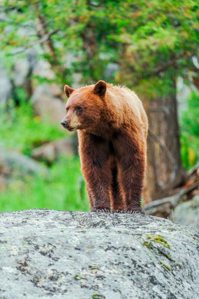 istock Cinnamon American Black Bear 1328937289