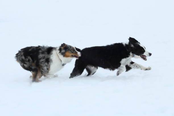 istock Two Dogs running in the Snow 1328938151
