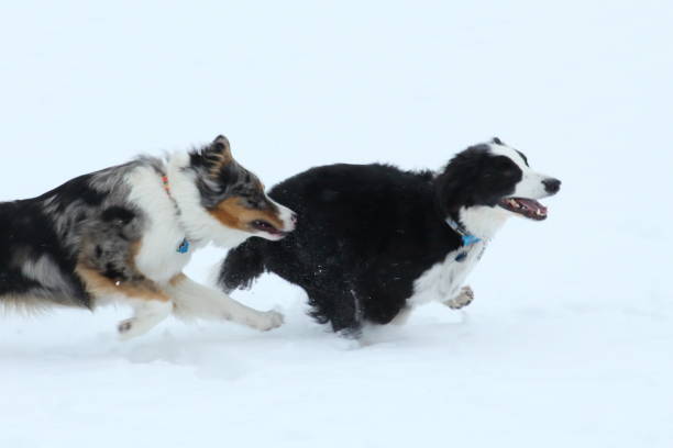 istock Two Dogs running in the Snow 1328938152