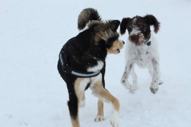 istock Two dogs playing in snow 1328938155