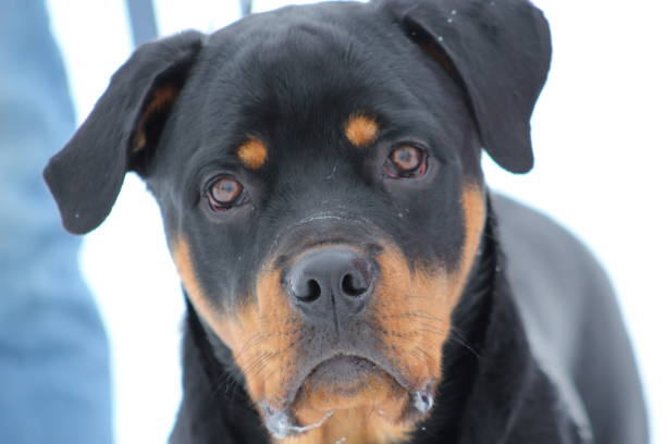 istock Young rottweiler portrait 1328938189