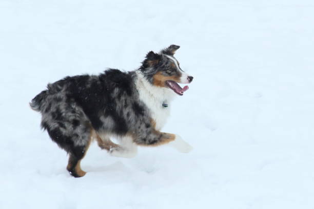 istock Australian shepherd running on snow 1328938238