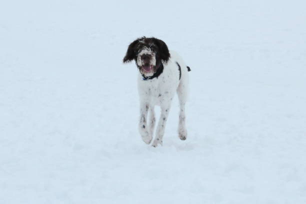 istock Mixed breed dog running through snow 1328938254
