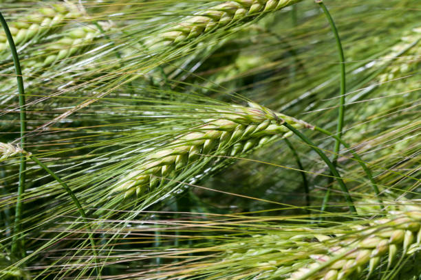 istock rye field with green unripe rye spikelets 1328939113