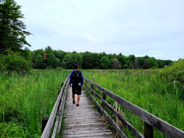 istock Boardwalk in national park 1328940948