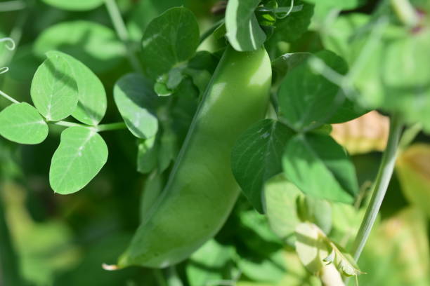 istock Green peas growing on a bush in the garden 1328942149