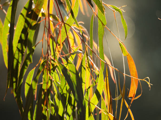 feuilles d’eucalyptus au soleil du matin - eucalyptus radiée photos et images de collection
