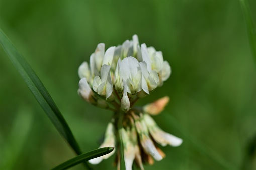 Close up of a white clover blossom against green blurred grasses as background