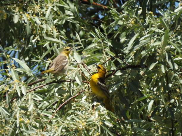 istock Bullock Oriole dispute 1328943739