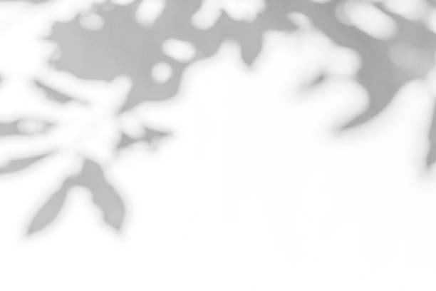 istock Gray shadow of leaves on a white wall 1328945806