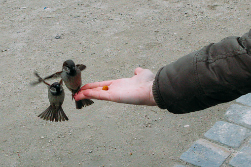 A high angle shot of a man feeding two little birds with the ground on the background. Fauna concept