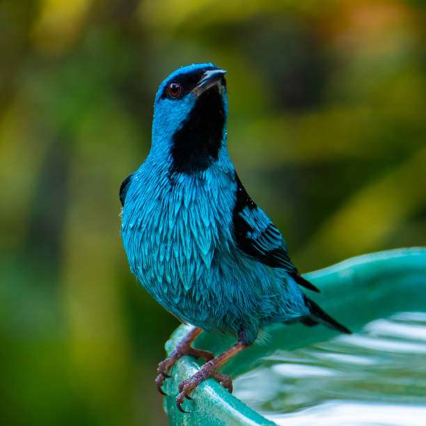 The blue dacnis (dacnis cayana) in the Atlantic Forest. Brazil